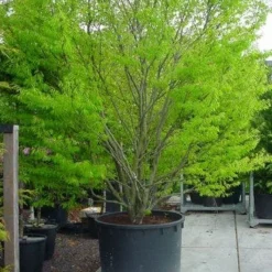 Varenbeuk (Fagus Syvatica 'Asplenifolia' ) -Goedkope Tuin Kunst Winkel 132fagussyl.asplenifoliasolt 6