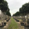 Liguster Als Boom (Ligustrum Japonicum 'Texanum') -Goedkope Tuin Kunst Winkel 19