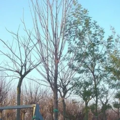 Rode Esdoorn (Acer Rubrum 'Scanlon')