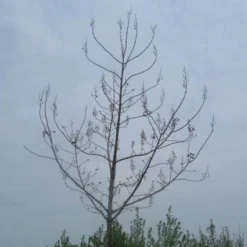 Anna Paulownaboom (Paulownia Tomentosa) 11 Anna Paulownaboom (Paulownia Tomentosa) -Goedkope Tuin Kunst Winkel 20071029000302 14