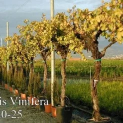 Druif, Op Stam (Vitis Vinifera) 27 Druif, Op Stam (Vitis Vinifera) -Goedkope Tuin Kunst Winkel 20071129100358 5