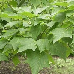 Slangenbast Esdoorn Als Boom (Acer Capillipes) -Goedkope Tuin Kunst Winkel 20071210101445 3