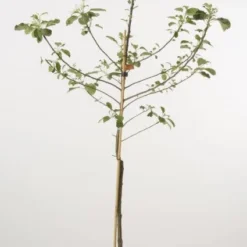 Appelboom (Malus Domestica 'Elstar') -Goedkope Tuin Kunst Winkel 20080311235459 6