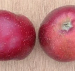 Appelboom (Malus Domestica 'Sterappel') 7 Appelboom (Malus Domestica 'Sterappel') -Goedkope Tuin Kunst Winkel 20080312135122 4