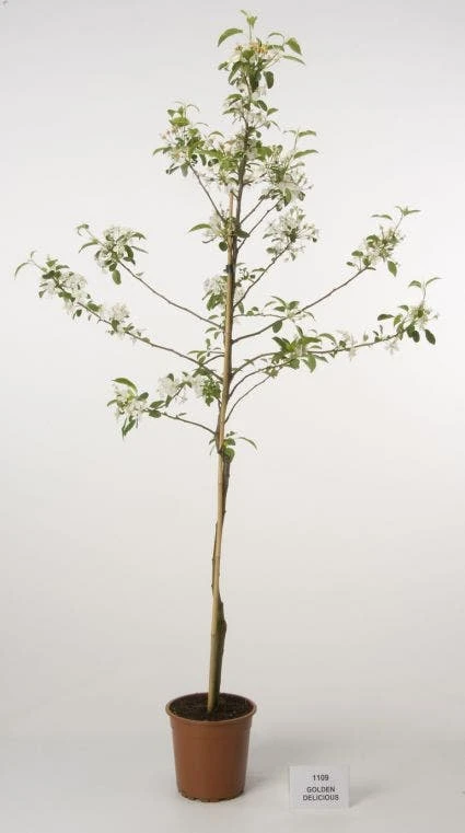 Appelboom (Malus Domestica 'Golden Delicious') 4 Appelboom (Malus Domestica 'Golden Delicious') - Afbeelding 2