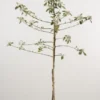 Appelboom (Malus Domestica 'James Grieve') -Goedkope Tuin Kunst Winkel 20080312141252 5