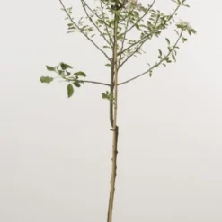 Appelboom (Malus Domestica 'Cox's Orange') -Goedkope Tuin Kunst Winkel 20080312144237 2