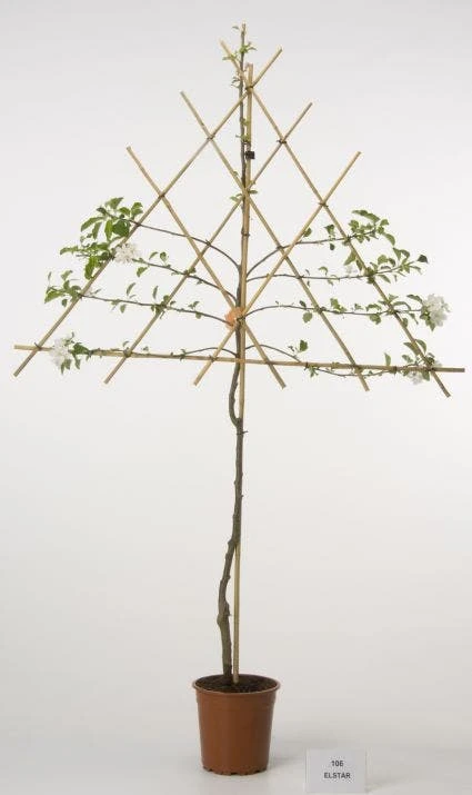 Lei-Appel (Malus Domestica 'Elstar') 4 Lei-Appel (Malus Domestica 'Elstar') - Afbeelding 2