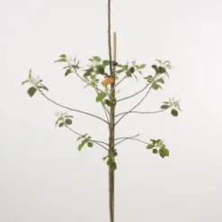 Appelboom (Malus Domestica )