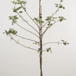 Lei-Appel (Malus Domestica 'Cox's Orange') 19 Lei-Appel (Malus Domestica 'Cox's Orange') -Goedkope Tuin Kunst Winkel 20080318090058 1