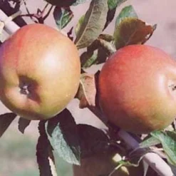 Appelboom (Malus Domestica 'Braeburn') -Goedkope Tuin Kunst Winkel 20080318091048 1 1