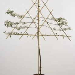 Lei-Appel (Malus Domestica 'Cox's Orange') 18 Lei-Appel (Malus Domestica 'Cox's Orange') -Goedkope Tuin Kunst Winkel 20080318093506 1