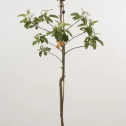 Appelboom (Malus Domestica 'Gloster') -Goedkope Tuin Kunst Winkel 20080318095805 3