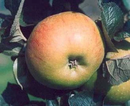 Appelboom (Malus Domestica 'Bramley Seedling') 4 Appelboom (Malus Domestica 'Bramley Seedling') - Afbeelding 2