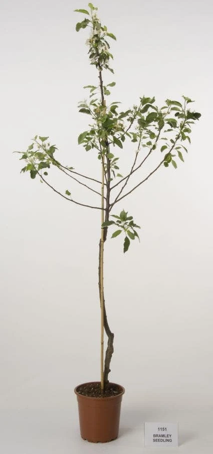 Appelboom (Malus Domestica 'Bramley Seedling') 3 Appelboom (Malus Domestica 'Bramley Seedling')