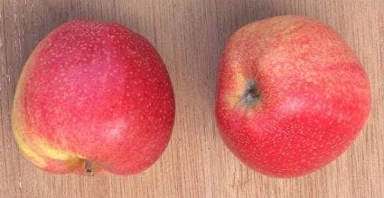 Appelboom (Malus Domestica 'Zoete Ermgaard') 4 Appelboom (Malus Domestica 'Zoete Ermgaard') - Afbeelding 2