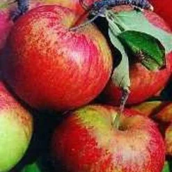 Lei-Appel (Malus Domestica 'Cox's Orange') 13 Lei-Appel (Malus Domestica 'Cox's Orange') -Goedkope Tuin Kunst Winkel 20080326220704 1