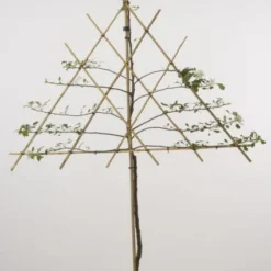 Lei-Appel (Malus Domestica 'Cox's Orange') 21 Lei-Appel (Malus Domestica 'Cox's Orange') -Goedkope Tuin Kunst Winkel 20080326220814 1