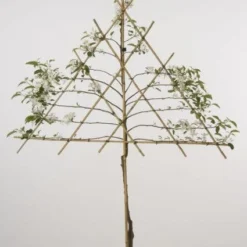 Lei-Appel (Malus Domestica 'Cox's Orange') 17 Lei-Appel (Malus Domestica 'Cox's Orange') -Goedkope Tuin Kunst Winkel 20080326222237 1