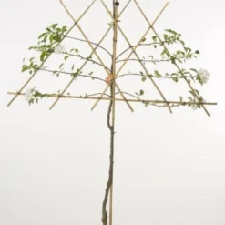 Lei-Appel (Malus Domestica 'Cox's Orange') 16 Lei-Appel (Malus Domestica 'Cox's Orange') -Goedkope Tuin Kunst Winkel 20080326223921 1