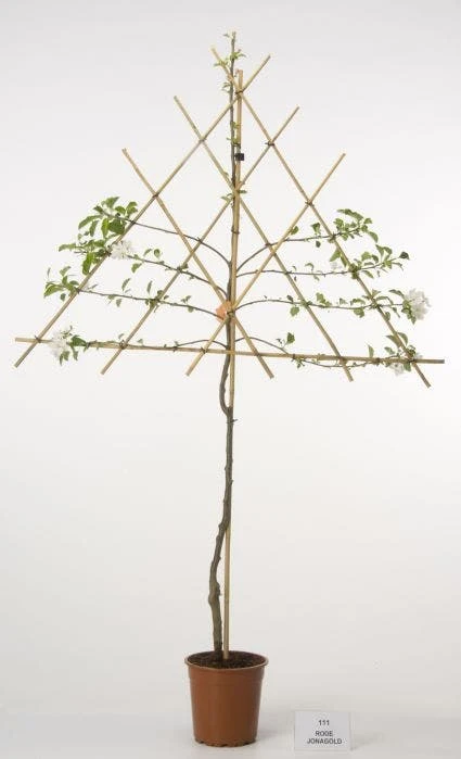 Lei-Appel (Malus Domestica 'Cox's Orange') 7 Lei-Appel (Malus Domestica 'Cox's Orange') - Afbeelding 5