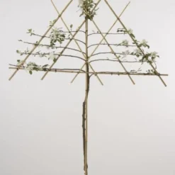 Lei-Appel (Malus Domestica 'Cox's Orange') 15 Lei-Appel (Malus Domestica 'Cox's Orange') -Goedkope Tuin Kunst Winkel 20080326224211 1