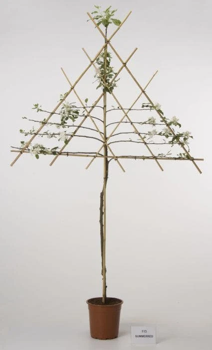 Lei-Appel (Malus Domestica 'Cox's Orange') 6 Lei-Appel (Malus Domestica 'Cox's Orange') - Afbeelding 4