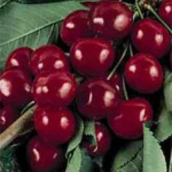 Kersenboom (Prunus Avium 'Bigarreau Burlat')