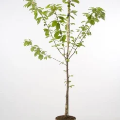 Kersenboom (Prunus Avium 'Hedelfinger Riesenkirsche') 14 Kersenboom (Prunus Avium 'Hedelfinger Riesenkirsche') -Goedkope Tuin Kunst Winkel 20080414152652 2