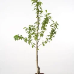 Kersenboom (Prunus Avium 'Hedelfinger Riesenkirsche') 13 Kersenboom (Prunus Avium 'Hedelfinger Riesenkirsche') -Goedkope Tuin Kunst Winkel 20080414153422 3