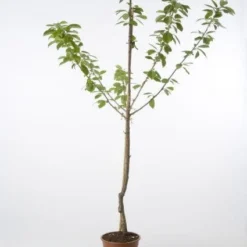 Kersenboom (Prunus Avium 'Hedelfinger Riesenkirsche') 12 Kersenboom (Prunus Avium 'Hedelfinger Riesenkirsche') -Goedkope Tuin Kunst Winkel 20080414153854 2