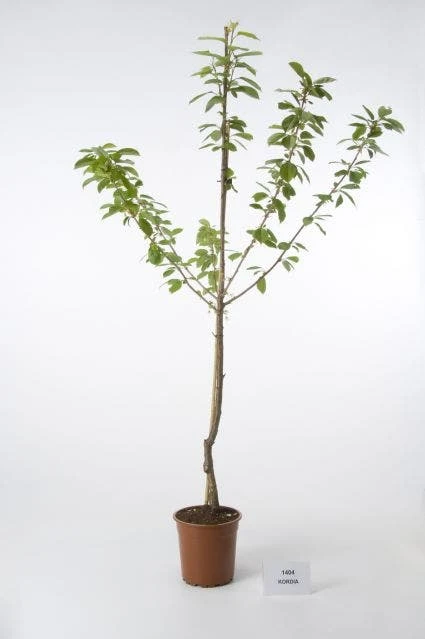 Kersenboom (Prunus Avium 'Hedelfinger Riesenkirsche') 6 Kersenboom (Prunus Avium 'Hedelfinger Riesenkirsche') - Afbeelding 4