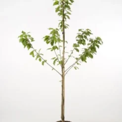 Kersenboom (Prunus Avium 'Hedelfinger Riesenkirsche') 11 Kersenboom (Prunus Avium 'Hedelfinger Riesenkirsche') -Goedkope Tuin Kunst Winkel 20080414154743 2