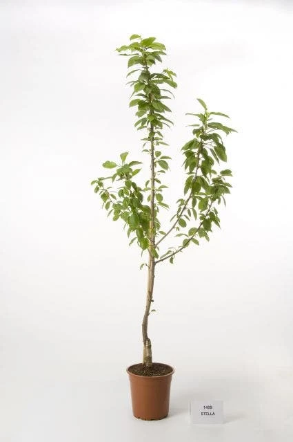 Kersenboom (Prunus Avium 'Hedelfinger Riesenkirsche') 3 Kersenboom (Prunus Avium 'Hedelfinger Riesenkirsche')