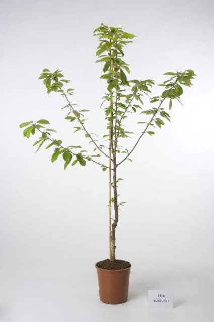 Kersenboom (Prunus Avium 'Hedelfinger Riesenkirsche') 4 Kersenboom (Prunus Avium 'Hedelfinger Riesenkirsche') - Afbeelding 2