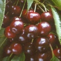 Kersenboom (Prunus Avium 'Varikse Zwarte')