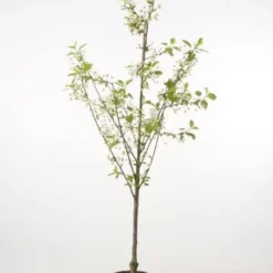 Zure Kers (Prunus Cerasus 'Morel')