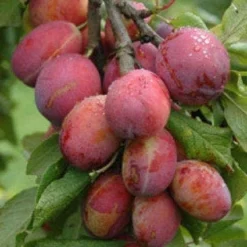 Lei-Pruim (Prunus Domestica 'Victoria')