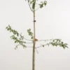 Pruimenboom (Prunus Domestica 'Monsieur Hatif') -Goedkope Tuin Kunst Winkel 20080515134058 2