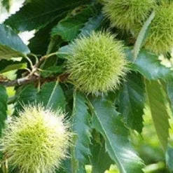 Tamme Kastanje Als Halfstam (Castanea Sativa)