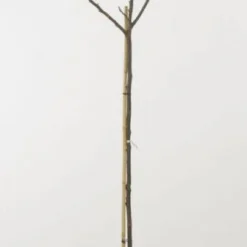 Walnoot (Juglans Regia 'Broadview') -Goedkope Tuin Kunst Winkel 20080516144158 4