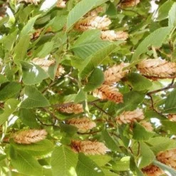 Europese Hopbeuk (Ostrya Carpinifolia)