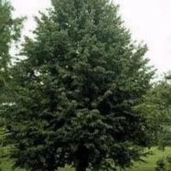 Boomhazelaar (Corylus Colurna) -Goedkope Tuin Kunst Winkel 20080730122121 12