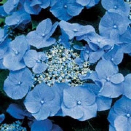 Hortensia (Hydrangea Macrophylla 'Teller Blue') 2 Hortensia (Hydrangea Macrophylla 'Teller Blue')