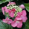 Hortensia (Hydrangea Macrophylla 'Teller Red') -Goedkope Tuin Kunst Winkel 20081208131338 2