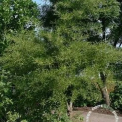 Zwarte Els (Alnus Glutinosa 'Imperialis')