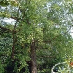 Zwarte Berk (Betula Nigra)