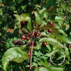 Sierappel (Malus 'Liset') -Goedkope Tuin Kunst Winkel 20091222112959 8