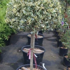 Hulst Op Stam (Ilex 'Argentea Marginata') -Goedkope Tuin Kunst Winkel 20100712171848 1