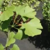 Japanse Notenboom (Ginkgo Biloba) -Goedkope Tuin Kunst Winkel 20100719114510 10